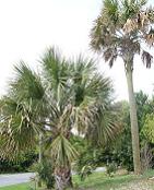 Sabal palmetto 'Bald Head Island'